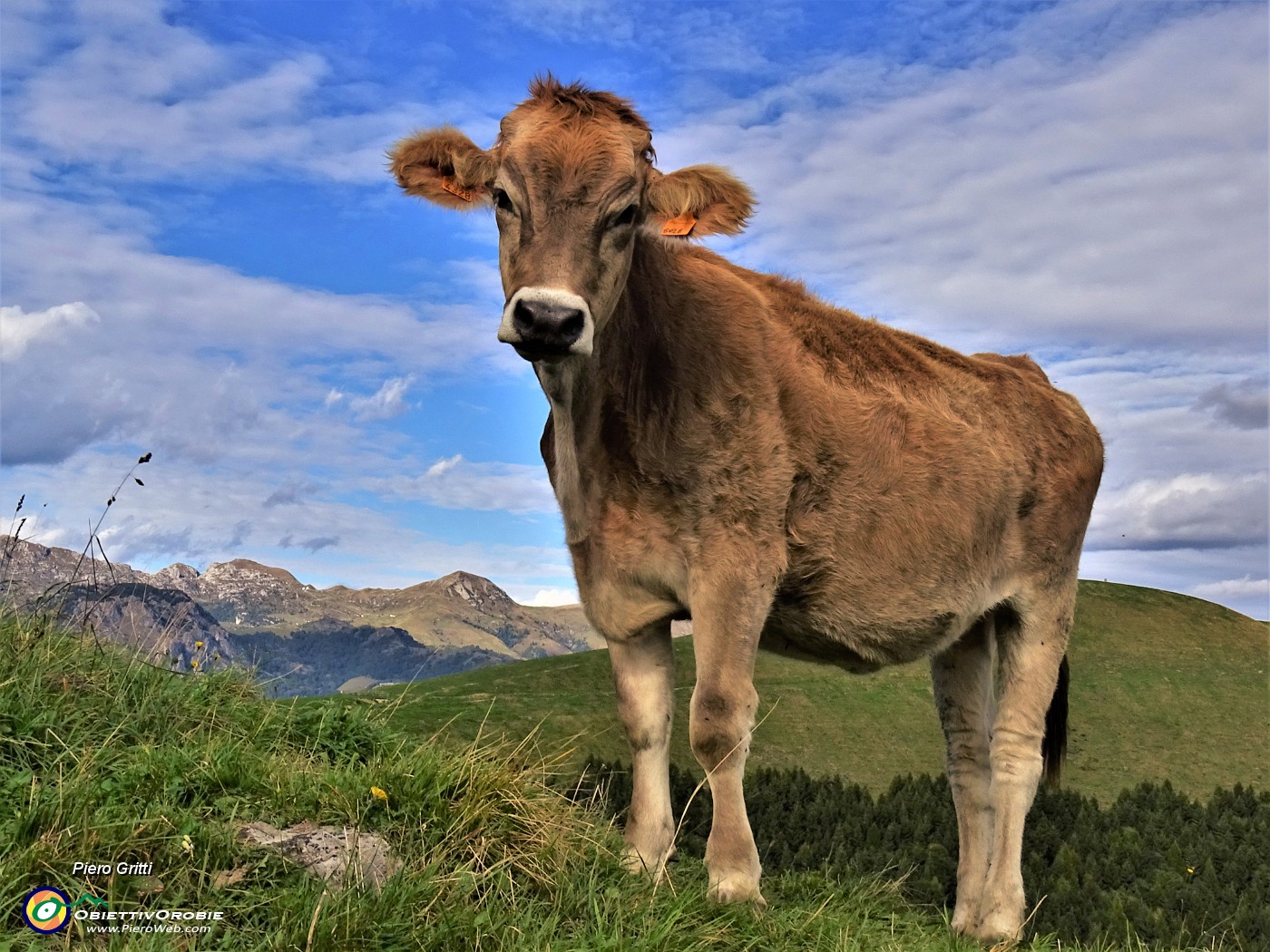 61 Mucca al pascolo osserva incuriosita il nuovo arrivato.JPG